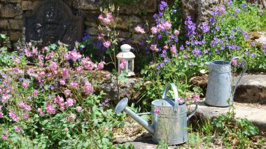 Arrosoirs en zinc au milieu des campanules et ancolies au Clos Lascazes -Chambre d'hôtes en Dordogne