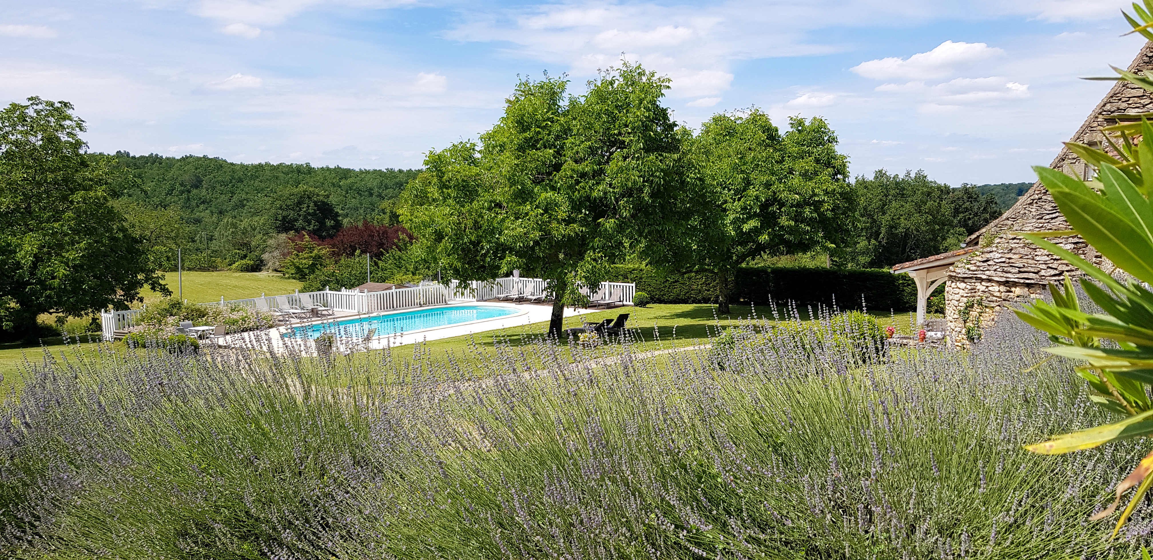 Vue piscine avec les lavandes en fleur