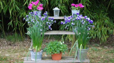 chambre d'hôtes en Dordogne. Pétunias ,pensées dans des pots en zinc devant les bambous au Clos Lascazes.