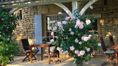 Un des rosiers si fleuri de la terrasse couverte ou sont servis les petits-déjeuners au beaux jours .