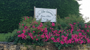 Massif de rosiers tout en fleur à l'entrée de la maison du Clos-Lascazes