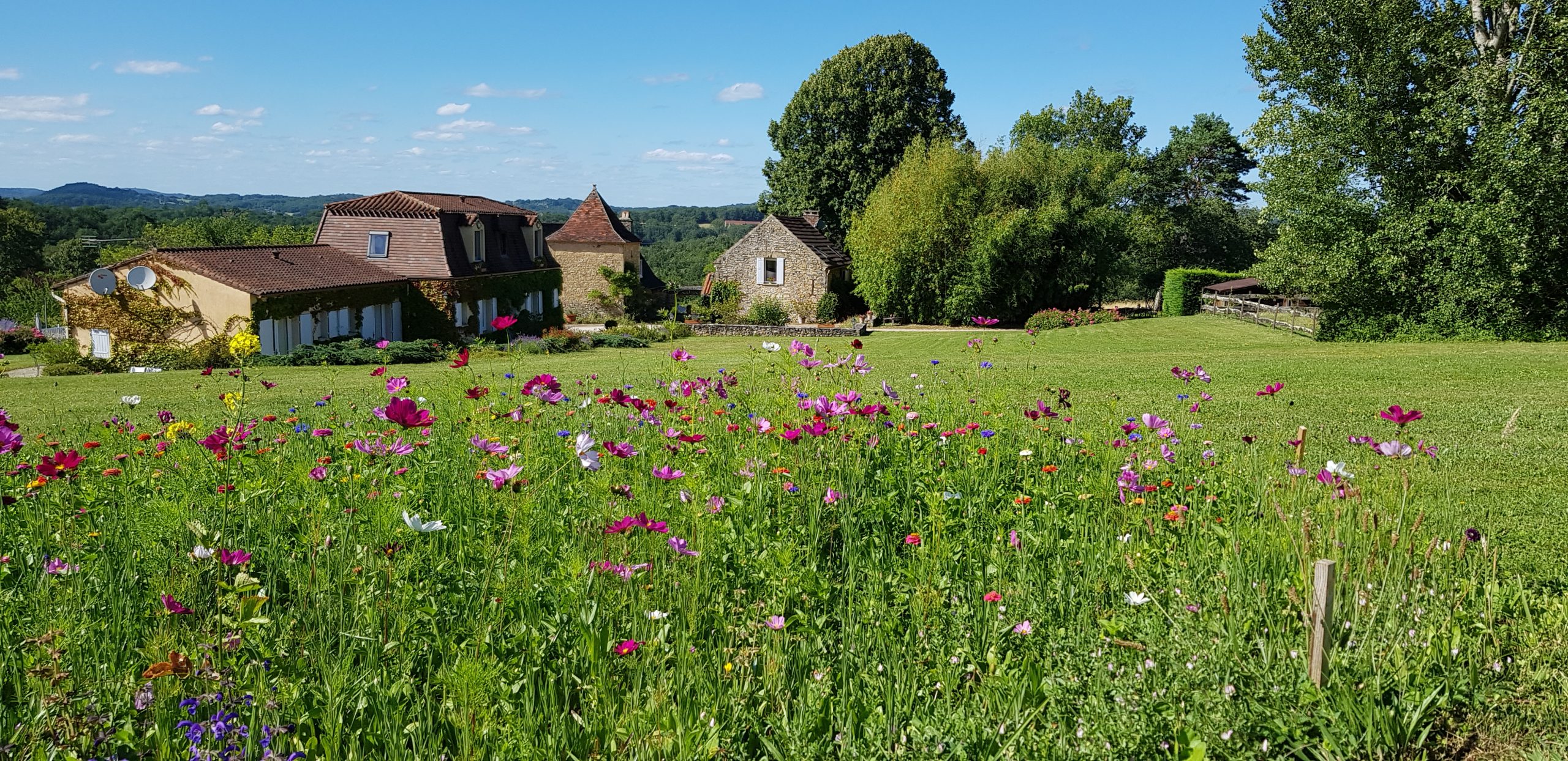 Jachère fleurie dans le jardin du Clos-Lascazes -maison d'Hôtes en Périgord